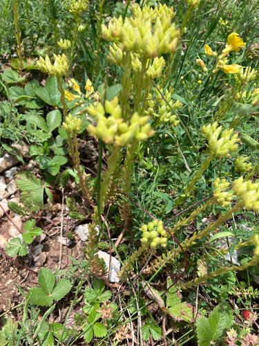 Petrosedum ochroleucum, photograph 6