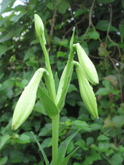 Lilium longiflorum
