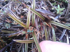 Astelia linearis
