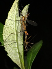 Hesperotipula