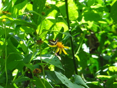 Nymphidium derufata