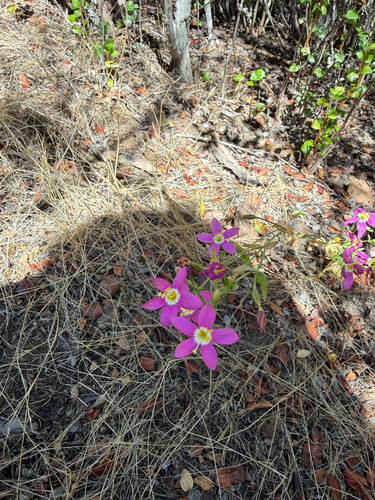 Zeltnera venusta, photograph 4