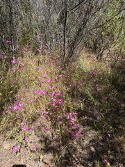 Zeltnera venusta, photograph (c) Rachel Allingham, some rights reserved (CC BY)