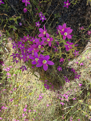 Zeltnera venusta, photograph (c) Rachel Allingham, some rights reserved (CC BY)