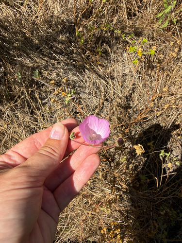Sidalcea sparsifolia, photograph 1