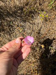 Sidalcea sparsifolia