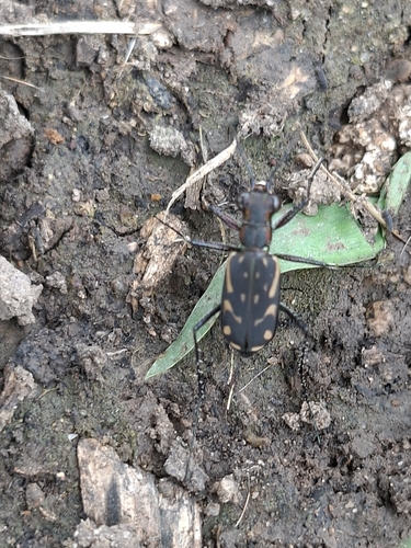 Belted Tiger Beetle