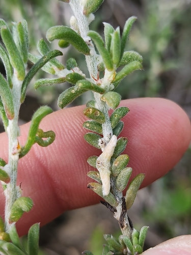 Malacocera tricornis, 2026-07-10