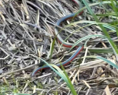 iNaturalist observation photo of Ring-necked Snake