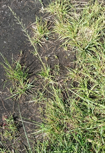 Sporobolus diandrus observed 2026-07-08
