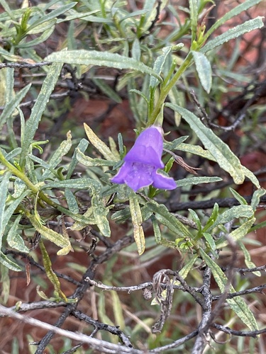 Eremophila gilesii gilesii