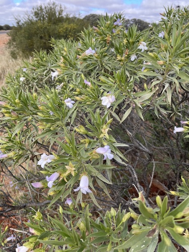 Limestone Fuchsia