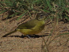 Chlorocichla flaviventris