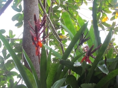 Aechmea tillandsioides