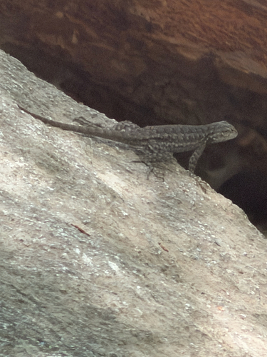 iNaturalist observation photo of Common Sagebrush Lizard