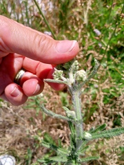 Achillea setacea, photograph author not stated, no rights reserved
