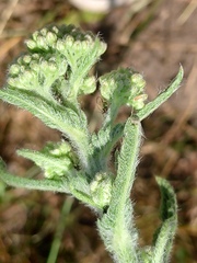 Achillea setacea, photograph author not stated, no rights reserved