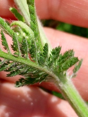 Achillea setacea, photograph author not stated, no rights reserved