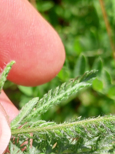 Achillea setacea, photograph 5