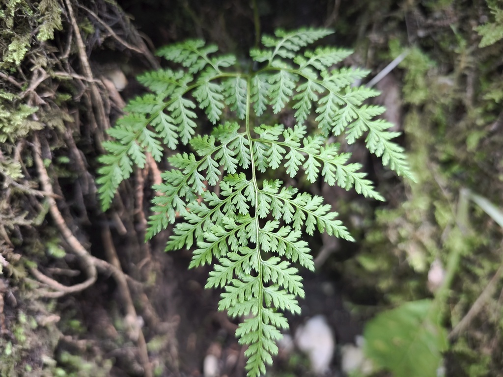 Cystopteris montana; photograph (c) arthur_haendler, some rights reserved (CC BY)