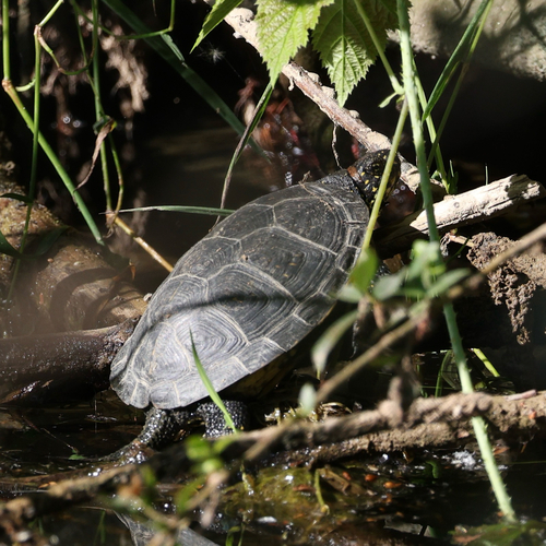 European Pond Turtle