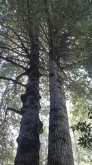 Notholithocarpus densiflorus densiflorus