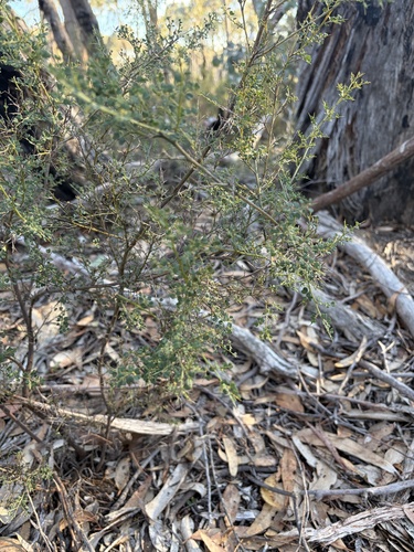 Spiny Bossiaea