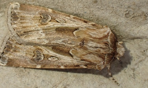 Archer's Dart, Camping Loodsmansduin, Den Hoorn, North Holland, NL, photo 10 of 10