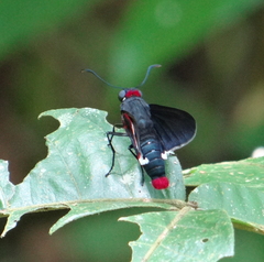 Pyrrhopygini