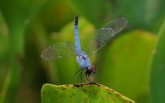 Brachydiplax denticauda