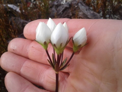 Gentianella montana montana