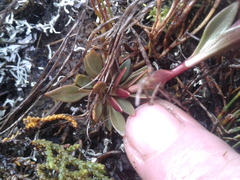 Gentianella montana montana
