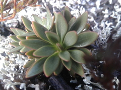 Gentianella montana montana
