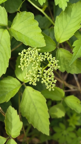 Three-Leaved Wild Vine