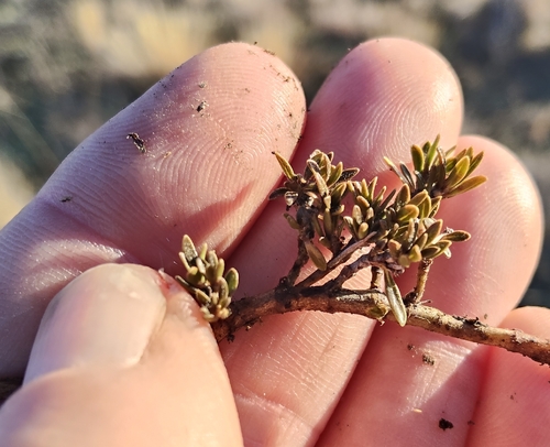 Coprosma petriei, photograph 2
