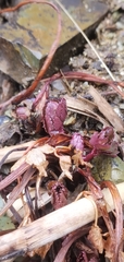 Ligusticum scothicum