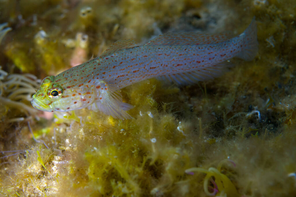 Golden goby (Gobius xanthocephalus) — Gobiidae