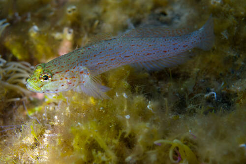 Goudkopgrondel (Gobius xanthocephalus) — Gobiidae