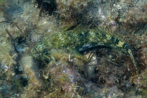 Giant goby (Gobius cobitis) — Gobiidae — 3