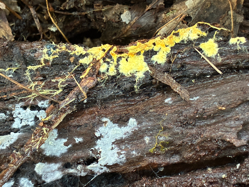 Rhizochaete filamentosa
