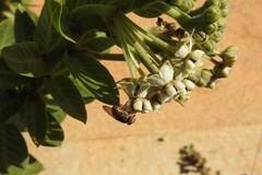 Metallea incisuralis