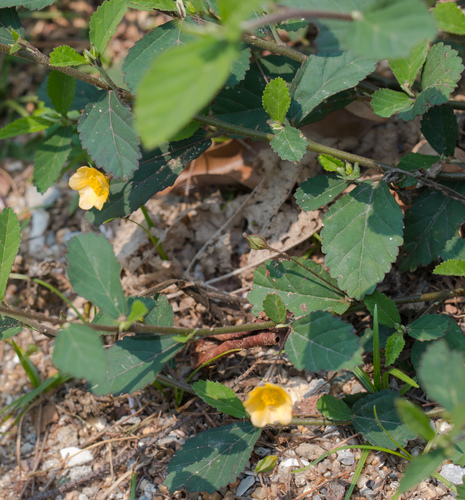 Sida subcordata, photograph 2