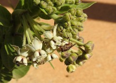 Metallea incisuralis