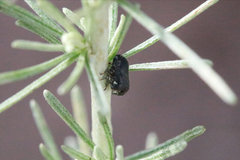 Clastoptera lineatocollis