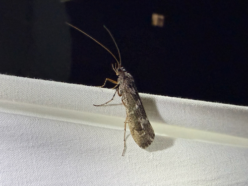 iNaturalist observation photo of Lenarchus