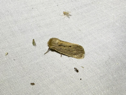 iNaturalist observation photo of Wandering Tiger Moth