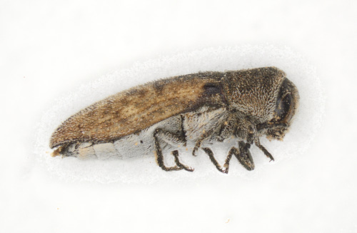 Acmaeoderella adspersula