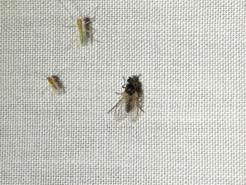 iNaturalist observation photo of Simuliinae