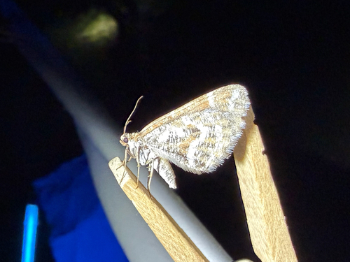 iNaturalist observation photo of Stamnodes marmorata