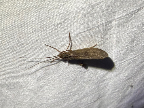 iNaturalist observation photo of Caddisflies
